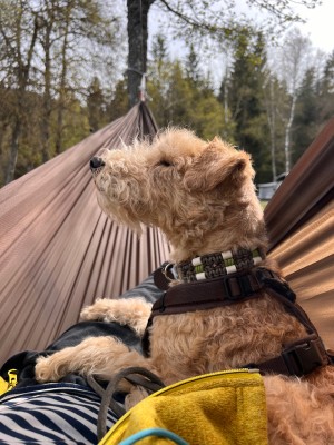 Tuotetta Cocoon - Hammock Straps Ultralight koskeva kuva 1 käyttäjältä Ulrike