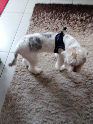 Tuotetta Hunter - Harness Hilo Comfort - Koiran valjaat koskeva kuva 1 käyttäjältä Ruth