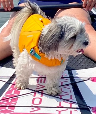 Tuotetta Ruffwear - Float Coat - Koiran valjaat koskeva kuva 1 käyttäjältä Gerlind