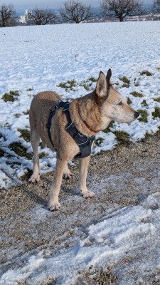 Tuotetta Ruffwear - Front Range Harness - Koiran valjaat koskeva kuva 1 käyttäjältä Sabina