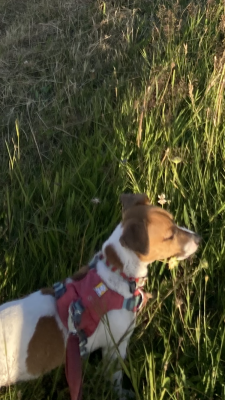 Tuotetta Ruffwear - Hi & Light Harness - Koiran valjaat koskeva kuva 1 käyttäjältä Marie