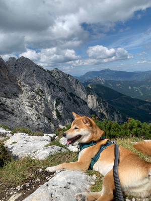 Tuotetta Ruffwear - Roamer Leash - Koiran hihnat koskeva kuva 1 käyttäjältä Sanne