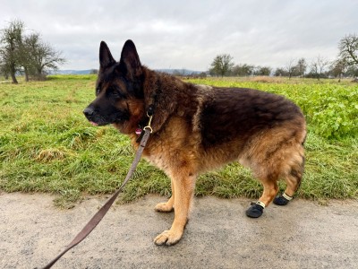 Tuotetta Ruffwear - Summit Trex Shoe - Koiran tossut koskeva kuva 1 k&auml;ytt&auml;j&auml;lt&auml; Claudia