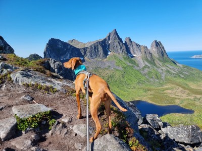 Tuotetta Ruffwear - Swamp Cooler Neck Gaiter - Koiratarvikkeet koskeva kuva 1 käyttäjältä Svenja