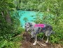 Tuotetta Ruffwear - Flagline Harness - Koiran valjaat koskeva kuva 1 käyttäjältä Angela