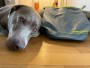 Tuotetta Ruffwear - Kibble Kaddie - Koiratarvikkeet koskeva kuva 1 käyttäjältä hessameddin